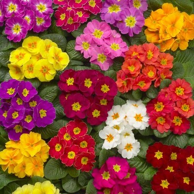 Primroses are the cheery faces of spring!